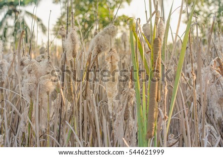 Typha angustifolia In the field of nature