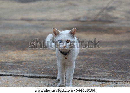 A male white cat with odd eyes, yellow and blue