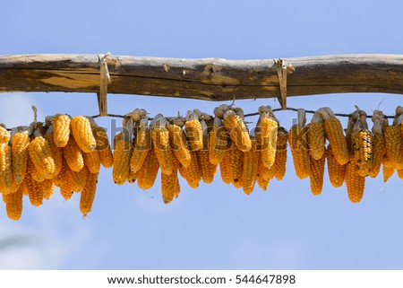 Bunches of dried corn hanging from a rope against the blue sky. Nepal . Close up