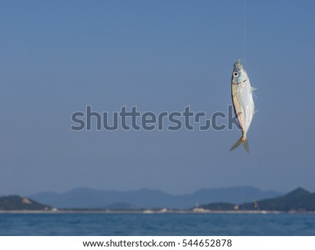 Jack mackerel on fishing hook