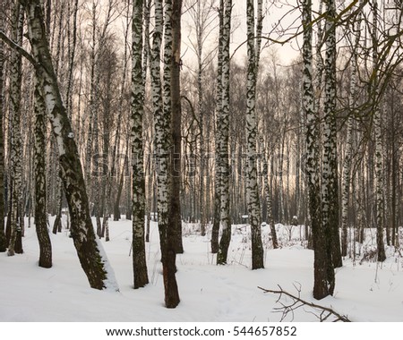 snowy birch grove, a beautiful winter landscape, evening
