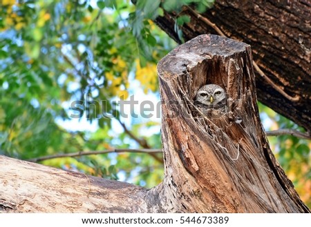 spotted owl  or Strix occidentalis in hollow of a tree