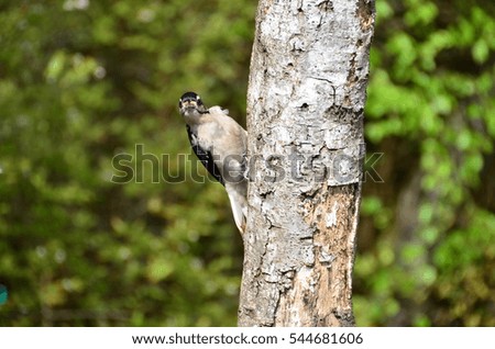Curious woodpecker