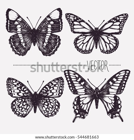 Vector hand drawn ink illustration. Tropical butterflies. Isolated clip art . Graphic design image for decoration. Engraving style, old fashioned, vintage picture. Nature objects. Entomology. Sketch