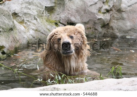 a kodiak bear taking a bath