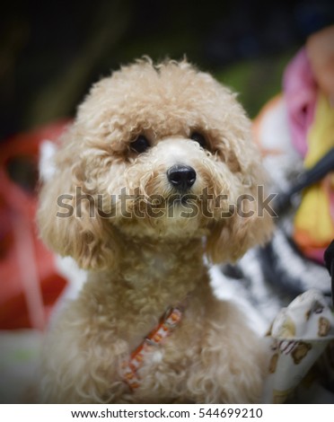 Very cute Poodle dog