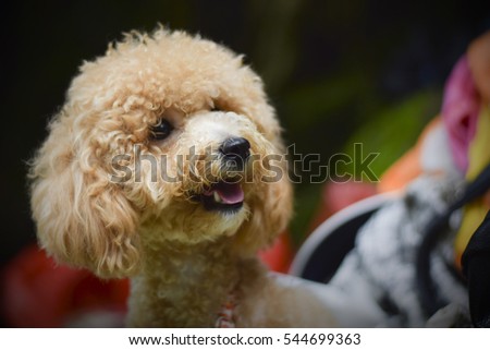 Very cute Poodle dog