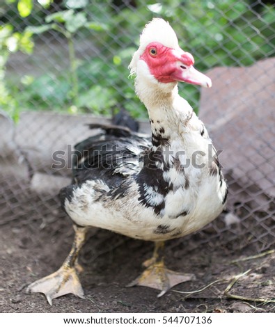portrait of a goose on a farm