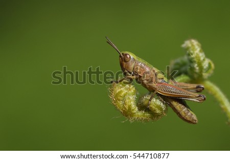A Meadow Grasshopper (Chorthippus parallelus) perching on bracken. Royalty-Free Stock Photo #544710877