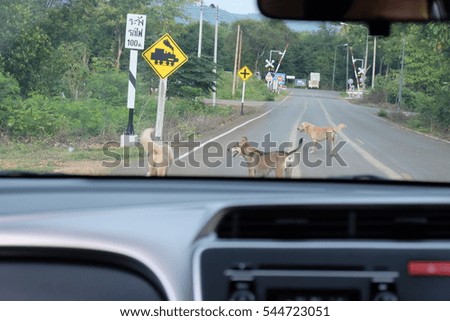 Dogs crossing road