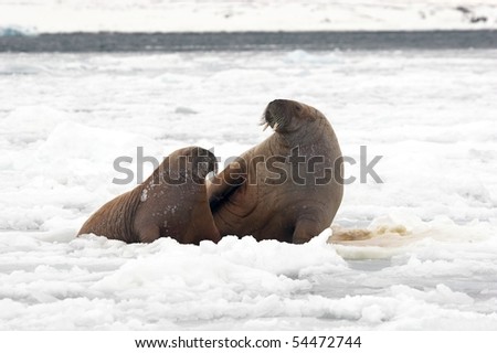 Pair of walruses