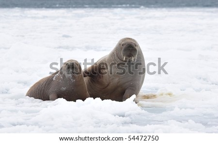 Pair of walruses