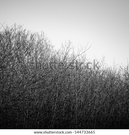 Leafless bushes in winter