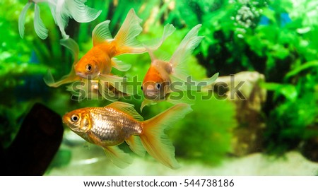 Gold Fish in fresh water aquarium