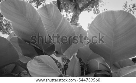 Low angle view of green leaves with black and white photos.