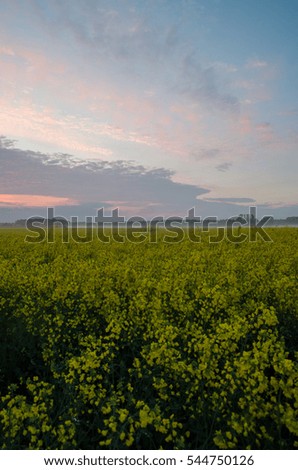 Spring blossom and sunset