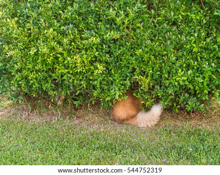 Siberian Husky hide in The Tree