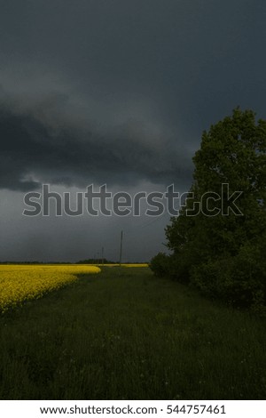 Stormy clouds and rape blossom