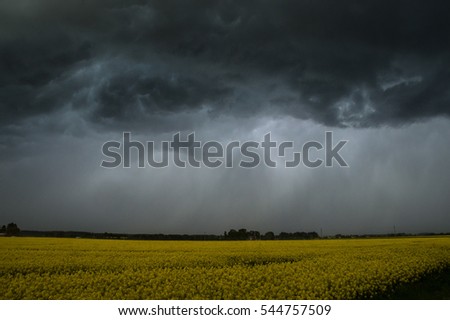 Stormy clouds and rape blossom