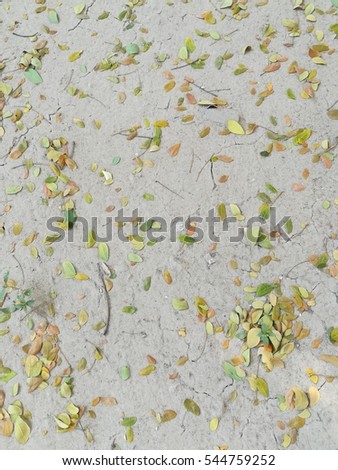 colorful autumn fallen leaves
