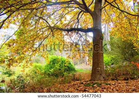 Autumn Yellow tree with dried leaves