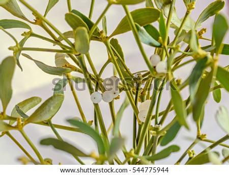 Viscum album, mistletoe branch, family Santalaceae, white berry fruits, close up.