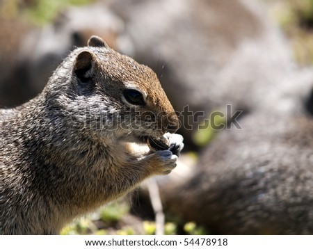 Ground Squirrel enjoying a sunflower seed