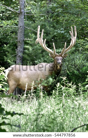 Bull Elk - Photographed in Elk State Forest, Elk County, Benezette, Pennsylvania.