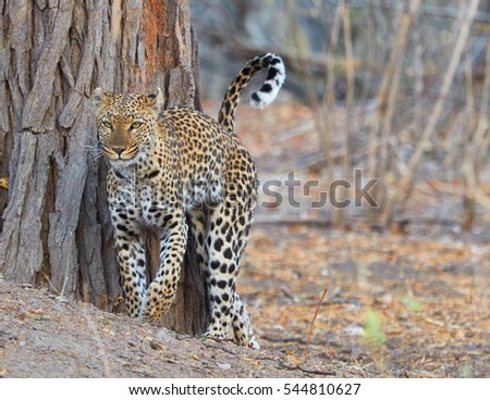 Leopard on the run