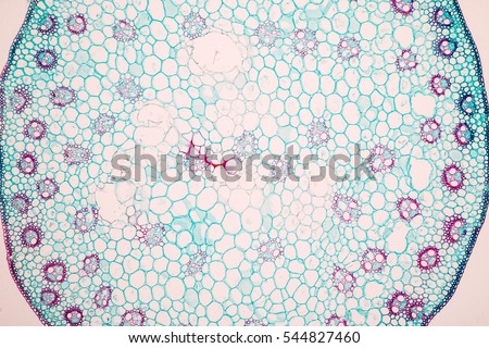 Stem typical Monocot and Dicot under a microscope.
 Royalty-Free Stock Photo #544827460