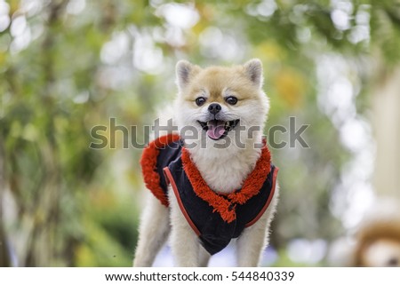 Cute pomeranion dog sitting and relax against sunset booked background