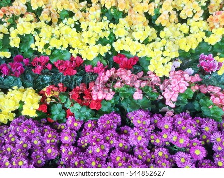 Colorful flowers field on the mountain, blooming in winter of Thailand.