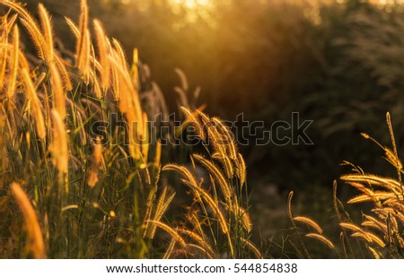 Close up silhouette tropical grass flower or setaceum pennisetum fountain grass on sunset background. 