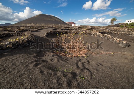 View of La Geria, the famous vinegrowing region of Lanzarote, and its crescent-shaped stone walls, known as zocos, implanted in the dark earth, in Canary Islands, Spain.