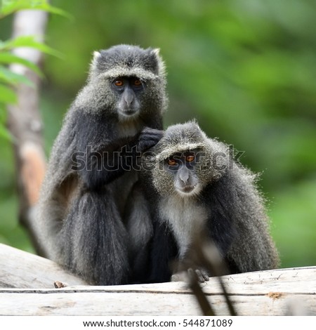 cute baboons in african natural park