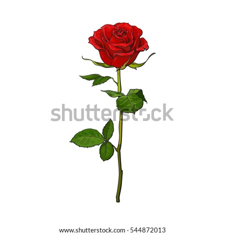 Deep red, ruby rose flower with green leaves, sketch style vector illustration isolated on white background. Realistic hand drawing of open red rose, symbol of love, decoration element
