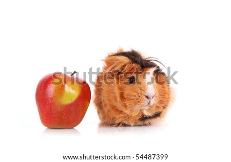brown cavy and red apple on  white