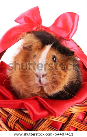 funny brown cavy on white background