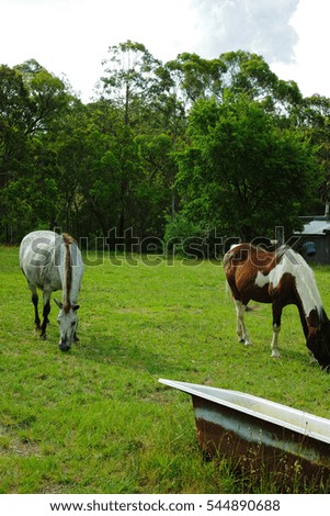 Two horses grazing on the field