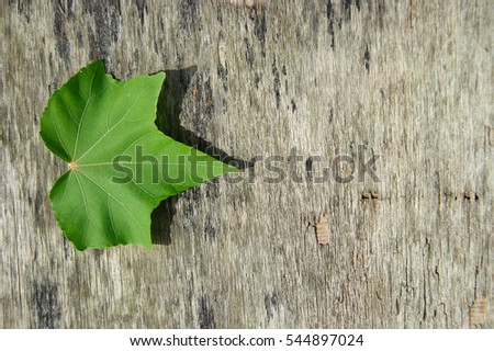 Green leaf on wooden background. Good for background with ample space for text.