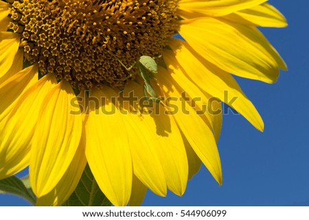Grasshopper on sunflower