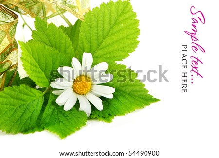 Stock Photo: Daisy flowers in white background (shallow DOF)
