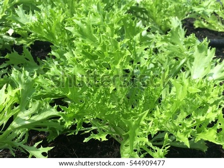 Vegetables hydroponics farm (Fillie Iceburg Lettuce)