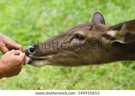 Animal tropical deer kissing man hand feeding.