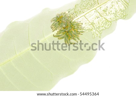 group of butterfly caterpillar bug on leaf isolated