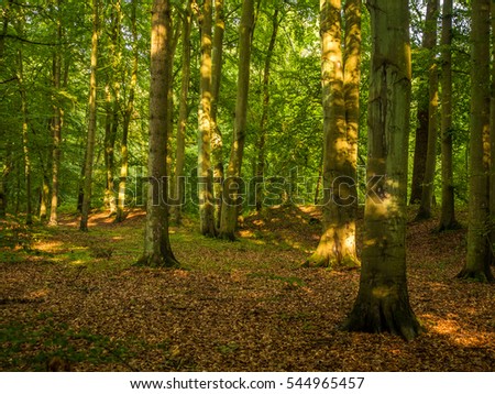 Beautiful deciduous forest, just behind dunes at the Polish seaside Royalty-Free Stock Photo #544965457