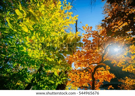 Autumn season with fall foliage. Trees with leaves that are colorful with red, orange, and yellow tints and just beautiful.