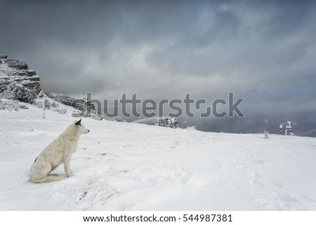 Mysterious winter landscape majestic mountains in winter. Dog relaxing in snow. Carpathian. Romania. Europe