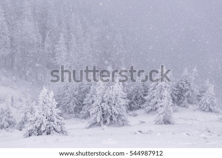 Mysterious winter landscape majestic mountains in winter. Magical winter snow covered tree. Photo greeting card. Bokeh light effect, soft filter. Carpathian. Romania. Europe