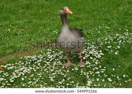 Big goose on green grass